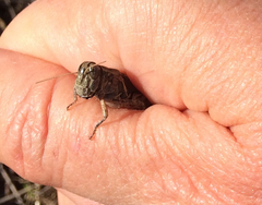 Melanoplus devastator