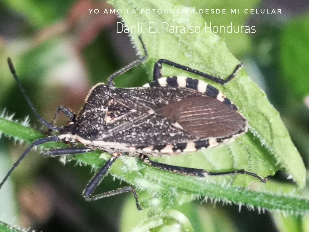 Cimolus vitticeps