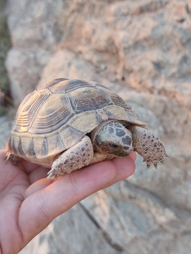 Buxton's Tortoise