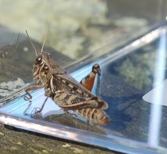 Melanoplus devastator