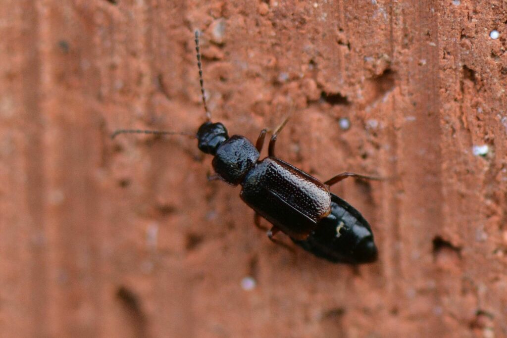 Arpedium quadrum