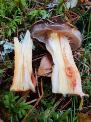 Hygrophorus hypothejus