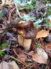 Hygrophorus hypothejus