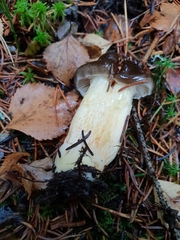 Hygrophorus hypothejus