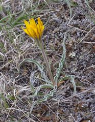 Nothocalais cuspidata