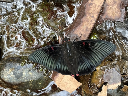 Euthalia irrubescens