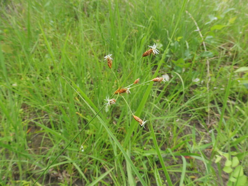 Image of Fimbristylis puberula by no rights reserved
