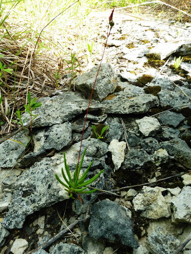 Image of Limestone Fameflower (Phemeranthus calcaricus) by no rights reserved