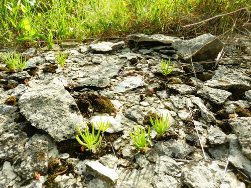 Image of Limestone Fameflower (Phemeranthus calcaricus) by no rights reserved