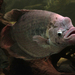 Giant Gourami - Photo Vassil, no known copyright restrictions (public domain)