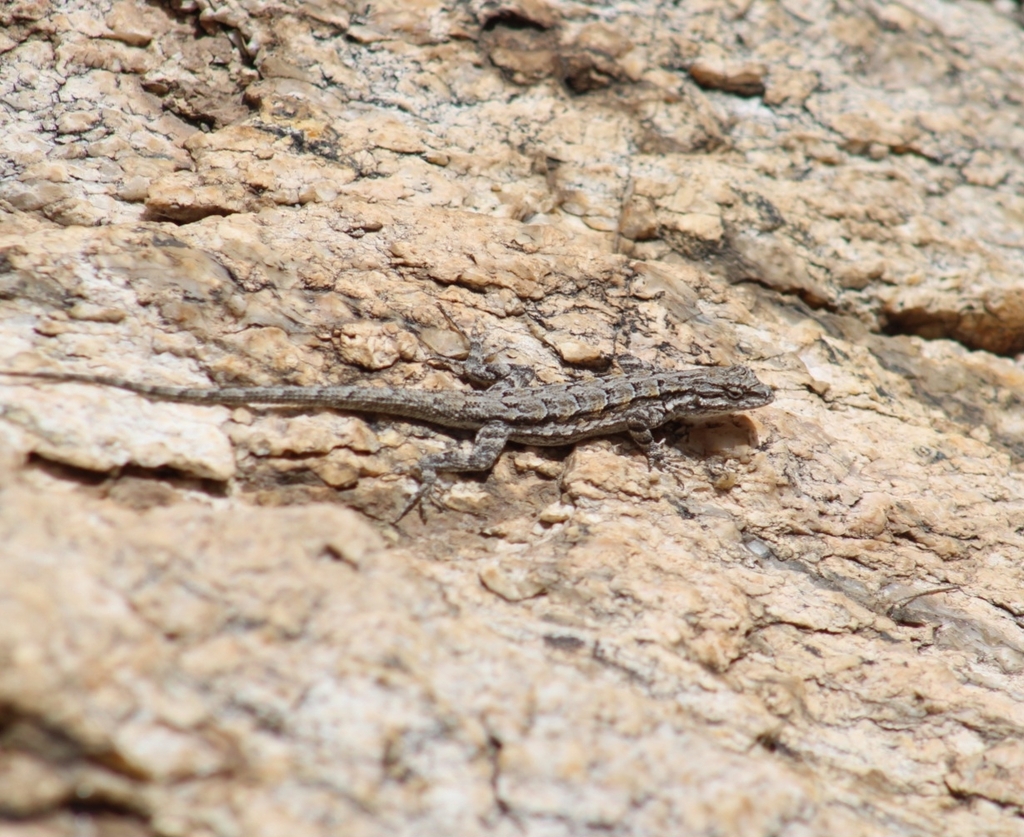 Schott's Tree Lizard