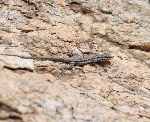 Schott's Tree Lizard