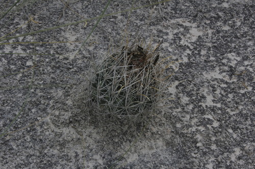 Sclerocactus pinkavanus