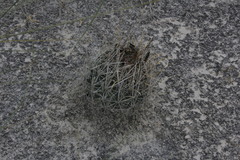 Ancistrocactus pinkavanus