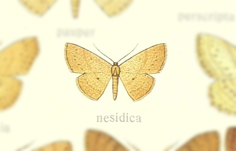 Perixera nesidica