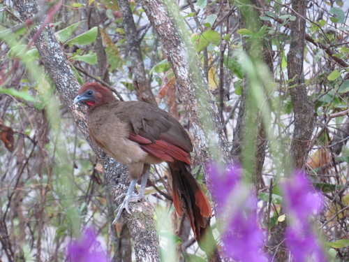 Ortalis erythroptera