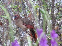 Ortalis erythroptera
