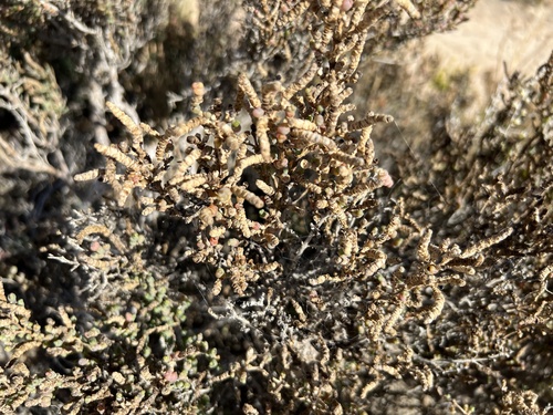 Blackseed Glasswort (Tecticornia pergranulata)