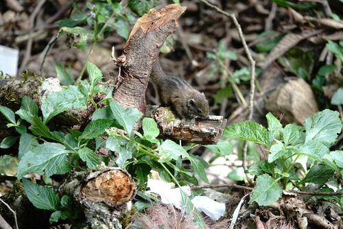 Dusky Palm Squirrel