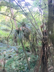 Freycinetia banksii