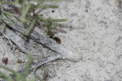 Pseudomethoca brazoria