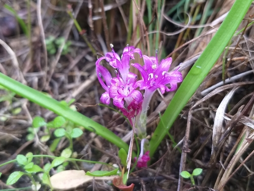 Image of Lachenalia ensifolia by (c) kevin koen, some rights reserved (CC BY-SA)
