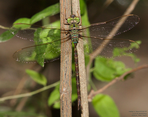 Bar-sided Darner photo 4
