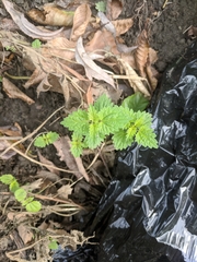 Urtica dioica
