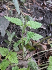 Urtica dioica