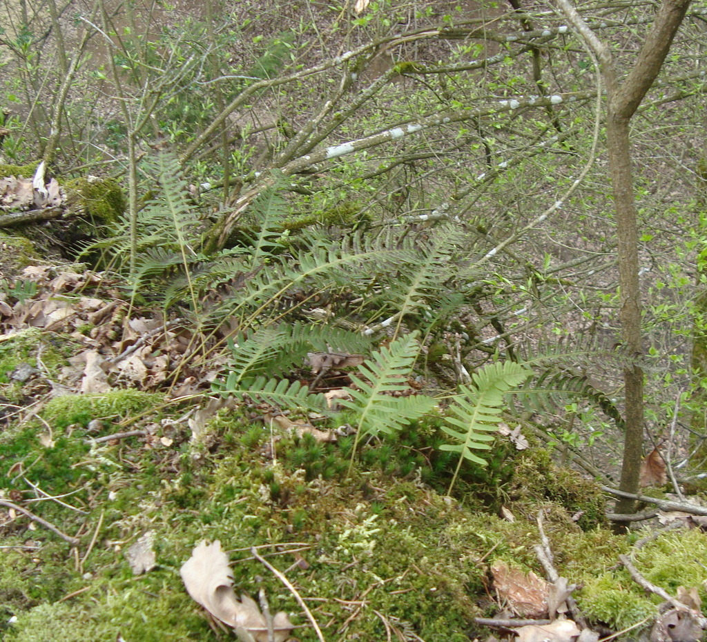 Die Farnpflanzen sterreichs's Journal  iNaturalist