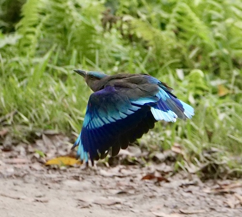 Indochinese Roller (Coracias affinis), photo 9