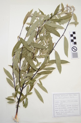 Salix petiolaris
