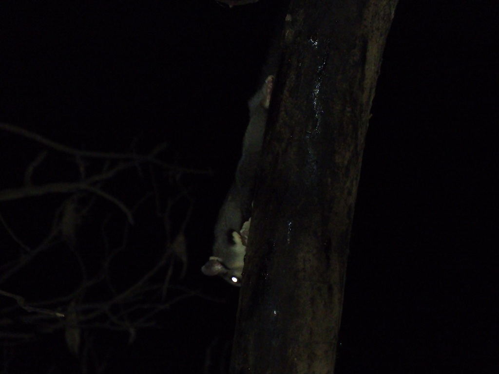 Sugar Glider from Seymour VIC 3660, Australia on April 14, 2023 at 11
