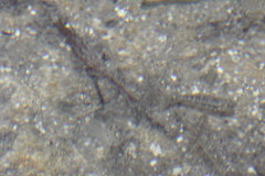 Cyprinodon bifasciatus