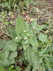 Ageratina altissima