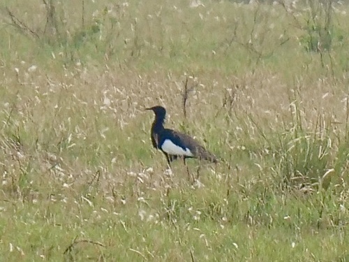 Bengal Florican (Houbaropsis bengalensis), photo 3