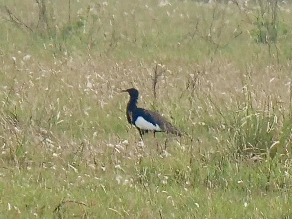 Bengal Florican (Houbaropsis bengalensis), photo 5