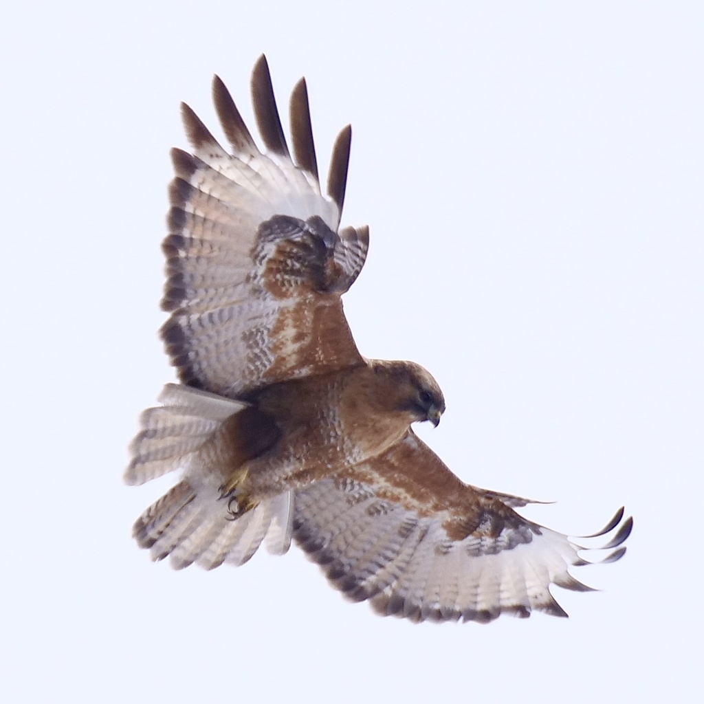 Himalayan Buzzard