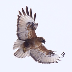 Himalayan Buzzard photo 1