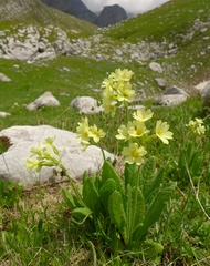 Primula intricata