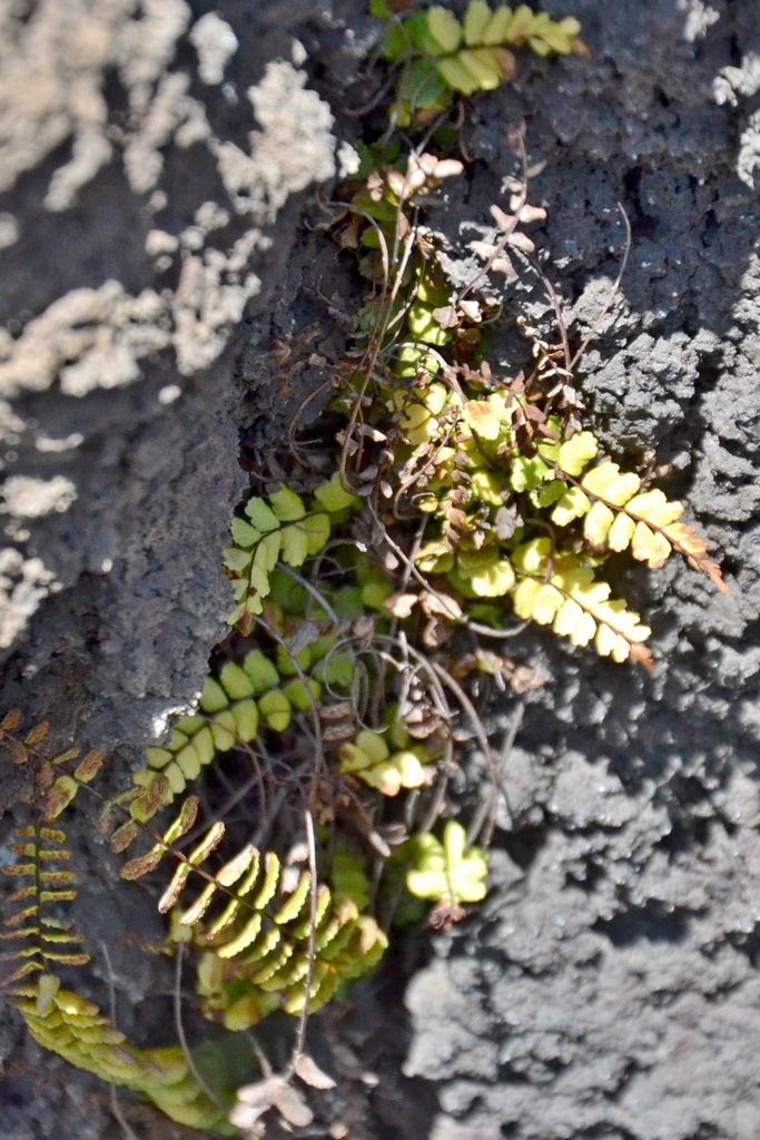 Maidenhair Spleenwort From Provincie Catania It Lie On April