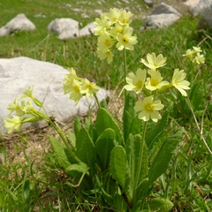 Primula intricata