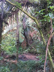 Freycinetia banksii
