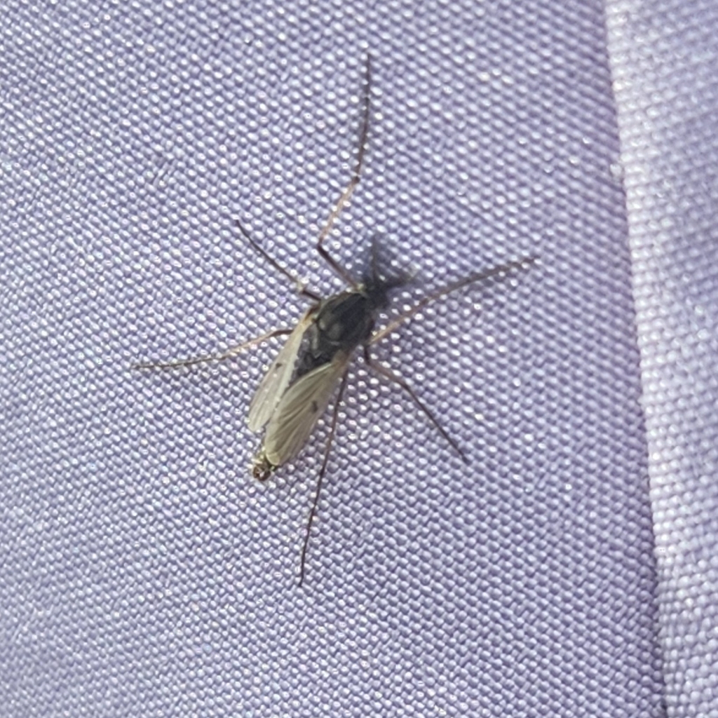 Anatopynia plumipes