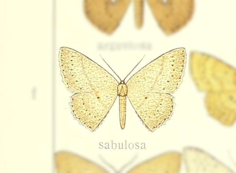 Perixera sabulosa