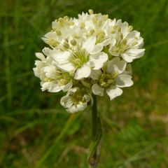 Silene sendtneri