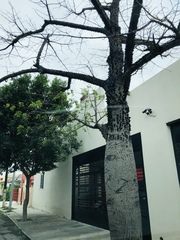 Ceiba