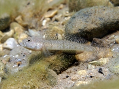 Marbled Goby photo 4