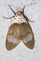 Amerila crokeri