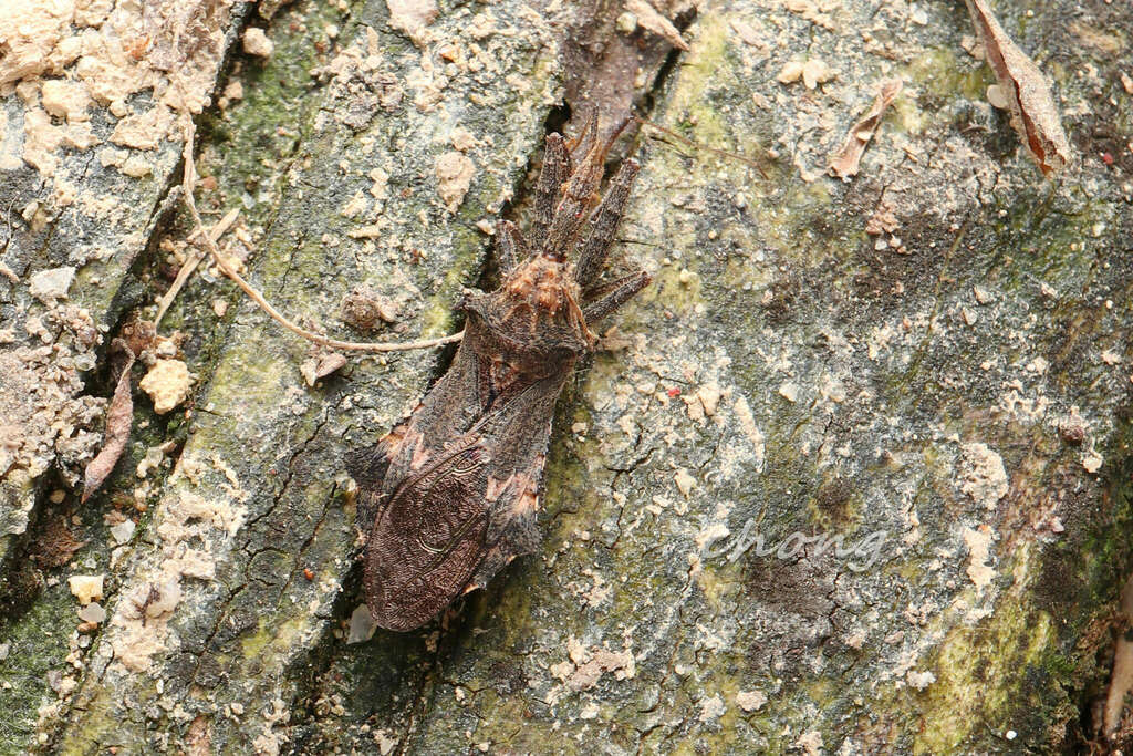 Henricohahnia typica